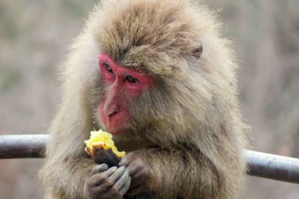食べ物を与えない