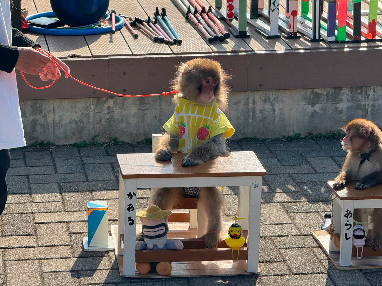 双子ザルのパンチとピンチ